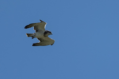 Circaetus beaudouini