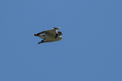 Circaetus beaudouini