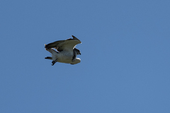 Circaetus beaudouini