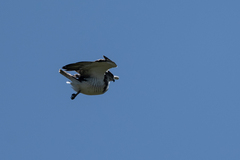 Circaetus beaudouini