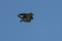 Circaetus beaudouini