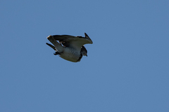 Circaetus beaudouini
