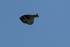 Circaetus beaudouini