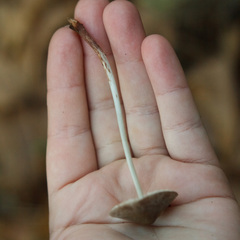 Mycena galopus