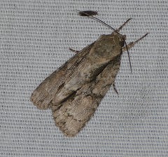 Acronicta connecta