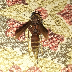 Polistes cavapyta