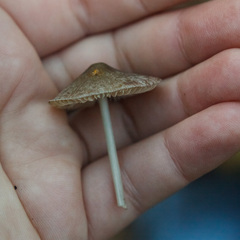 Mycena galopus