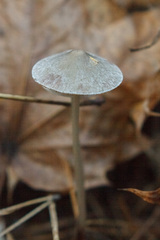 Mycena galopus