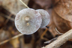 Mycena galopus