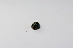 Chilocorus nigritus