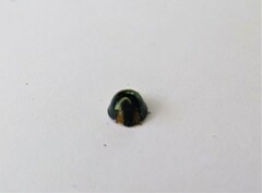 Chilocorus nigritus