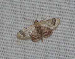 Idaea asceta