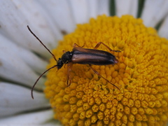 Alosterna tabacicolor