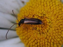 Alosterna tabacicolor