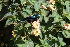 Cinnyris mariquensis