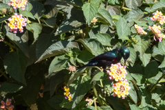 Cinnyris mariquensis