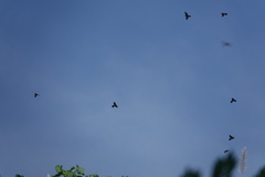 Scissirostrum dubium