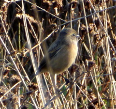 Saxicola rubicola