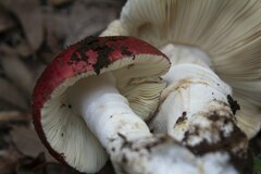 Russula mexicana