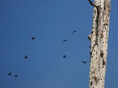 Scissirostrum dubium