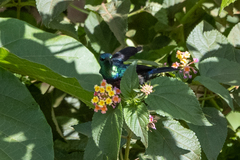 Cinnyris mariquensis
