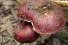 Russula mexicana