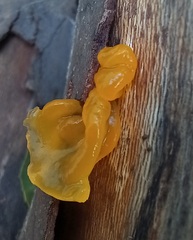 Tremella