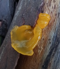 Tremella