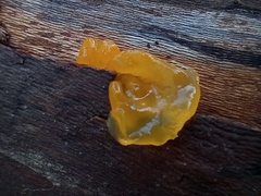 Tremella