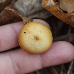 Mycetinis scorodonius