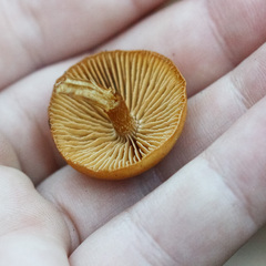 Mycetinis scorodonius