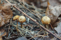 Mycetinis scorodonius