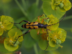 Rutpela maculata