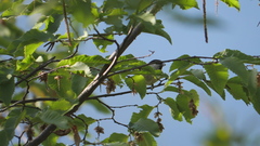 Poecile palustris