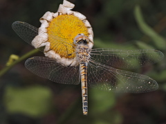 Selysiothemis nigra