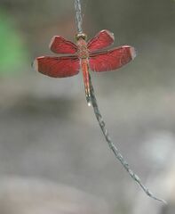 Neurothemis manadensis