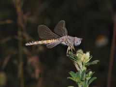 Selysiothemis nigra