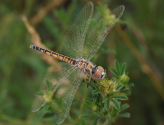 Selysiothemis nigra