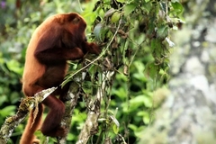 Alouatta seniculus