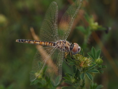 Selysiothemis nigra