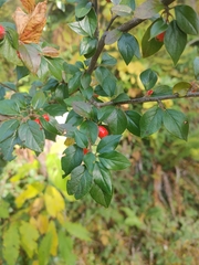 Cotoneaster simonsii