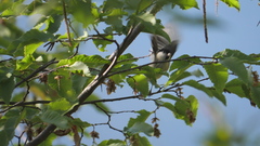 Poecile palustris