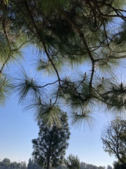 Pinus sabiniana