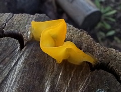 Tremella