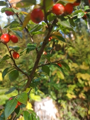 Cotoneaster simonsii
