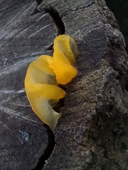 Tremella