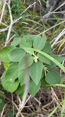 Croton