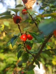 Cotoneaster simonsii