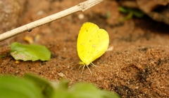 Eurema floricola