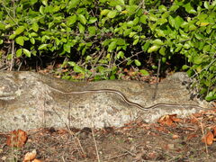 Psammophis subtaeniatus